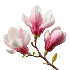 Beautiful pink magnolia flowers blooming on a branch during spring season.