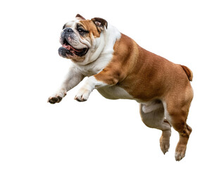 Obraz premium A playful bulldog leaps joyfully in mid-air, showcasing its energetic spirit.