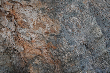 dry tree bark texture and background, nature concept