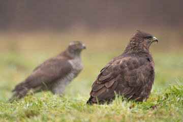 Common Buzzard - Buteo buteo on ground in green grass with Eurasian goshawk - astur gentilis in  background. Photo from Białowieża Forest in Poland.