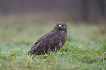 Common Buzzard - Buteo buteo on ground with green grass in background. Photo from Białowieża Forest in Poland.