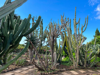 Fototapeta premium Cacti in the botanical garden on a summer day. Close-up. Madeira. Portugal.