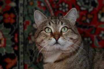 Tabby Cat with Curious Expression Against Colorful Patterned Background