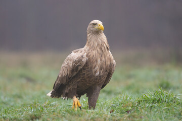 White tailed eagle - haliaeetus albicilla - walking on ground on green grass at dark background. Photo from Białowieża Forest in Poland.