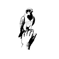 Falcon Perched on a Gloved Hand