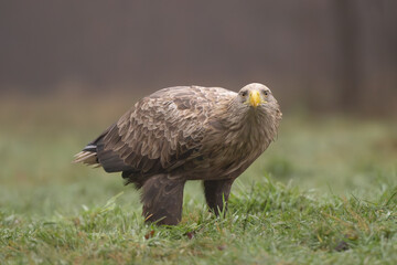 White tailed eagle - haliaeetus albicilla - on ground on green grass at dark background. Photo from Białowieża Forest in Poland.