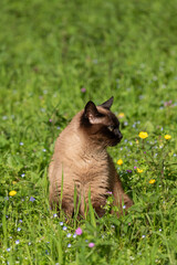Siamese cat in the grass in summer