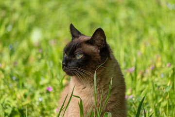Siamese cat in the grass in summer