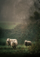 Fototapeta premium Sheep starring - France
