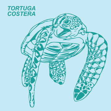 sea tourtle vector illustration
