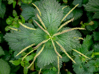 Detailed view of a stinging nettle plant (Urtica dioica) showcasing its jagged green leaves and flowering stalks, in natural surroundings
