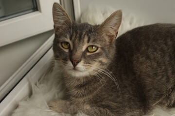 Gray cat with piercing yellow eyes lying on a fluffy surface by a window