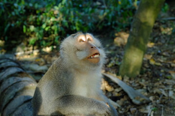 monkey