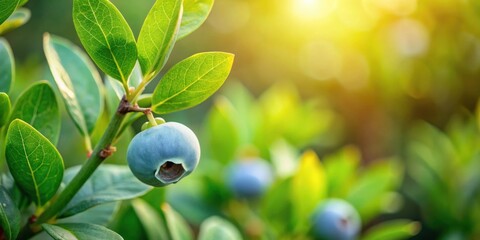 Sunlight Illuminates a Ripe Blueberry on a Lush Green Branch, Surrounded by Vibrant Foliage and Gentle Backlighting