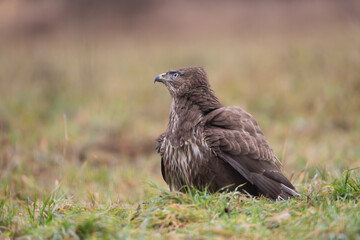 Common Buzzard - Buteo buteo on ground in green grass at green brown background. Photo from Białowieża Forest in Poland.	