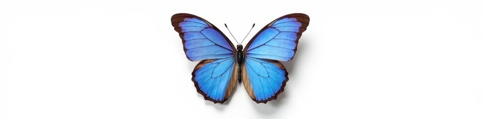 Fototapeta premium Single blue butterfly, multicolored accents, pure white isolation, image, design, stock photo