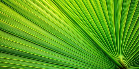 Perfect Palm Leaf Line Pattern: Close-up Green Texture Background