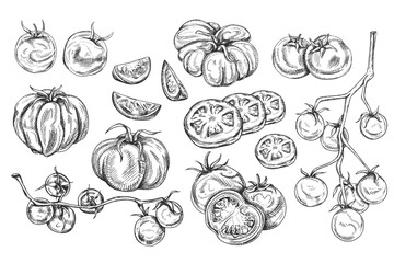 Vector illustration of set red tomatoes. On a twig, slices, pairs, singly. Organic healthy fresh vegetables. Ingredients, farming products. Hand drawn, line art by black ink on isolated background