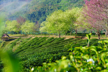 Beautiful tea plantation in light misty and foggy morning winter with warm sunshine at doi angkhang...