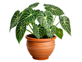 Fototapeta premium Indoor gardening tips caring for anthurium plants in home environments beautiful green foliage