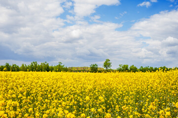 Fototapeta premium Yellow rapeseed field under a blue sky with white clouds. Bright summer landscape symbolizing fertility, nature and agriculture. Ideal for advertising agricultural and tourism topics.