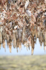 dried cod heads hanging on drying rack