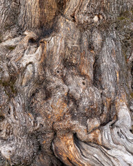 Tree Trunk Close Up Pictures