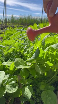 A close-up shot of a hand watering a vibrant green garden with a watering can. The gentle stream of water nourishes the lush foliage