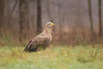 White tailed eagle - haliaeetus albicilla - on ground on green grass at dark background. Photo from Białowieża Forest in Poland.	