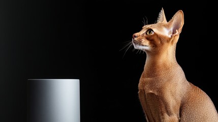 Elegant Abyssinian Cat Against Minimalist Background with Copy Space for Design Use 3