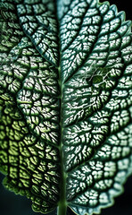 a close up of a leaf with a black background