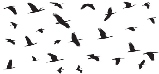 a flock of birds vector. silhouette flying birds white background