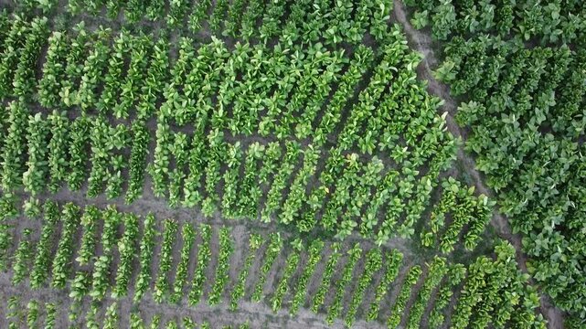 Tabaco farm in the Dominican Republic 
