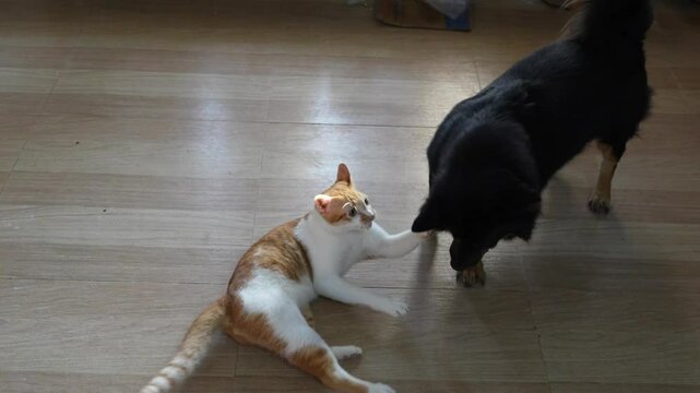 Pets living together in the home. Naughty Orange Tabby Cat with Black and brown mongrel dog play fight chase each other having fun being chaotic in the home and ends with a chase drive.