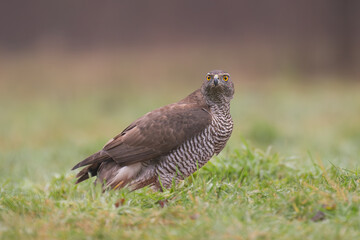 Eurasian goshawk - Astur gentilis on ground in green grass at dark background. Photo from Białowieża Forest in Poland.