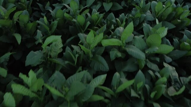 Tabaco farm in the Dominican Republic 