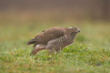 Eurasian goshawk - Astur gentilis on ground in green grass at dark background. Photo from Białowieża Forest in Poland.	