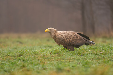 White tailed eagle - haliaeetus albicilla - on ground on green grass at dark background. Photo from Białowieża Forest in Poland.