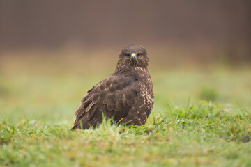 Common Buzzard - Buteo buteo on ground in green grass at  green brown background. Photo from Białowieża Forest in Poland.