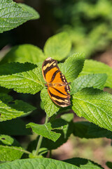 Consul fabius, the tiger leafwing, orange black butterfly in the rainforest of Costa Rica central America