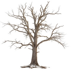 Fototapeta premium dead tree on transparent background