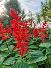 beautiful soft macro red petals salvia splendens flower buds and blooming in botany garden park. romantic bouquet flora in natural tropical wild