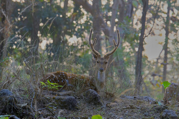 Spotted deer or chital