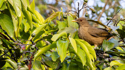 Clay colored thrush (Turdus grayi) in Monteverde cloud forest reserve in Monteverde, Costa Rica