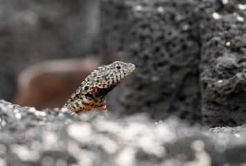Santa Cruz Lava Lizard