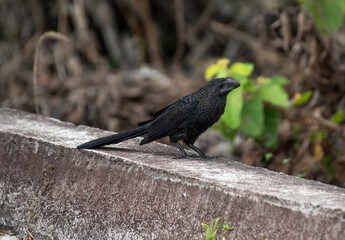 Smooth Billed Ani