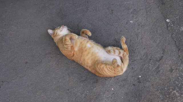 Stray fat orange tabby cat lying down relaxing rolls around with itches and scratches on the street in the Thai temple park.