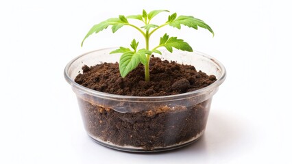 Tiny Tomato Seedling in Plastic Pot, Isolated on White - Kitchen Garden Vegetable Growth