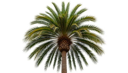 palm tree isolated on white