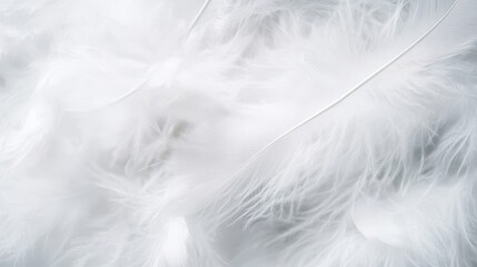 Obraz premium Soft White Feathers on a Gentle Background